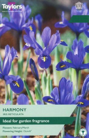 Iris Reticulata 'Harmony' (12 bulbs)