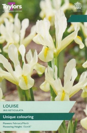 Iris Reticulata Louise - Image courtesy of Taylor's Bulbs