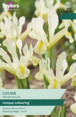 Iris Reticulata Louise - Image courtesy of Taylor's Bulbs