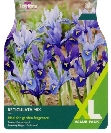 Iris Reticulata Mixed (20 bulbs)