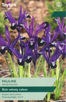 Iris Reticulata 'Pauline'