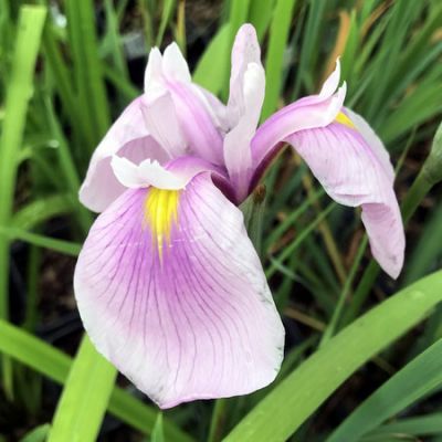 Iris Rose Queen (9cm pot)