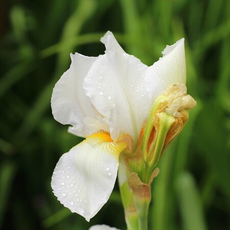 Iris 'Dreaming Green' - Image by Alicja from Pixabay 
