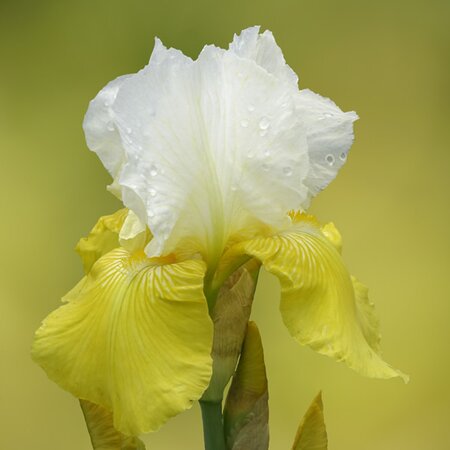 Iris 'Summer Revels' - Image by Gernot from Pixabay 