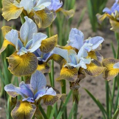 Iris sibirica 'Uncorked' - Public domain image under fair use