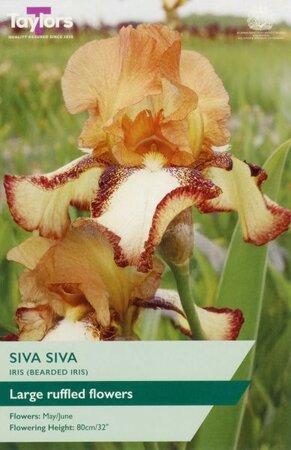 Image courtesy of Taylors Bulbs