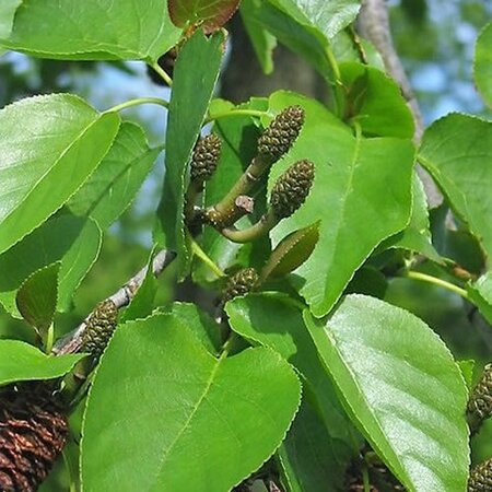 Italian Alder (Alnus cordata) 90-120cm Bare Root