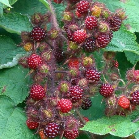 Japanese wineberry - Photo by Rasbak (CC BY-SA 3.0)