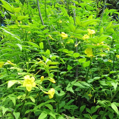 Jasminum humile “Revolutum” (2L pot) - Photo by Leonora (Ellie) Enking (CC BY-SA 2.0)