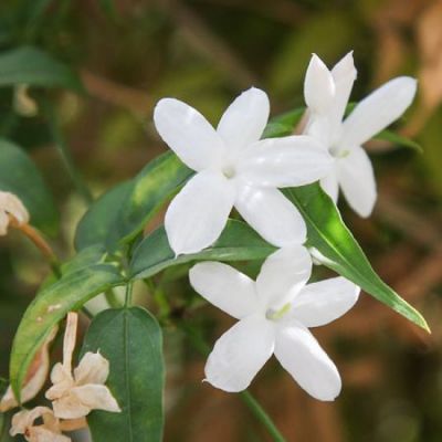 Jasminum officinale - Photo by Maja Dumat (CC BY-SA 2.0)