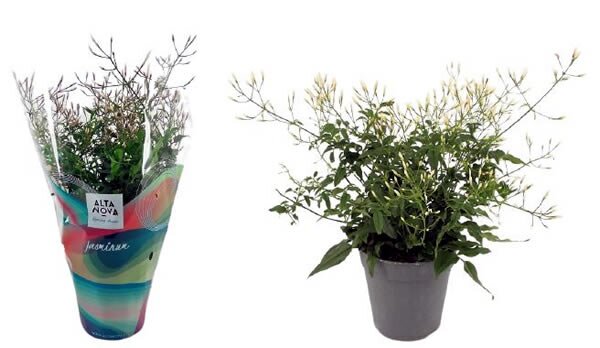 Jasminum polyanthum - Image courtesy of Pannebakker