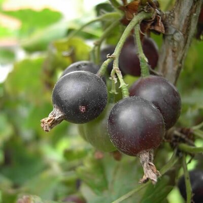 Jostaberry - Photo by Zualio (CC BY-SA 3.0)