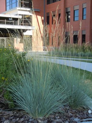 Juncus 'Blue Dart' - Photo by Matt Lavin (CC BY-SA 2.0)