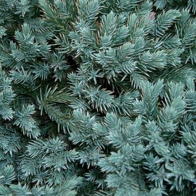 'Juniperus Blue Carpet' - photo by KENPAI (CC BY-SA 4.0)