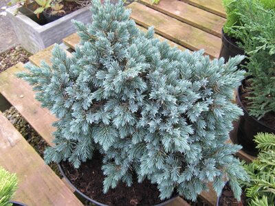 Juniperus squamata 'Blue Star'  - Image by Leonora (Ellie) Enking (CC BY-SA 2.0)