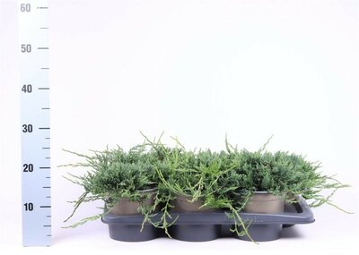 Juniperus 'Wiltonii' - Image courtesy of Pannebakker