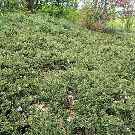 Juniperus 'Repanda' - Photo by Krzysztof Ziarnek, Kenraiz (CC BY-SA 4.0)