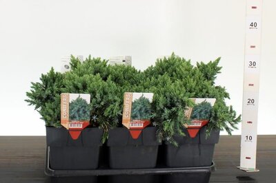 Juniperus 'Blue Star' - Image courtesy of Pannebakker