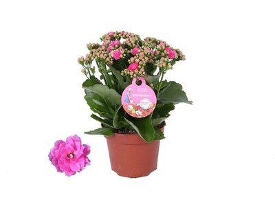Kalanchoe 'Gardenlina'® pink (12cm pot)