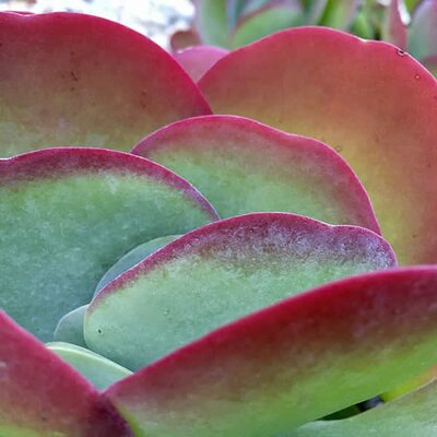 Kalanchoe Red Lips  - Image courtesy of Wallpaper Flare