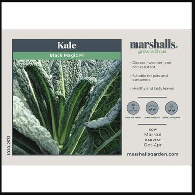Kale Black Magic - image 1