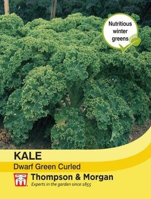 Kale Dwarf Green Curled - image 2