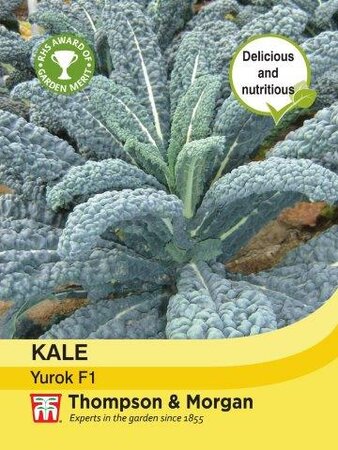 Kale Yurok F1 Hybrid - image 1