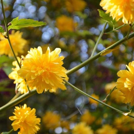 Kerria japonica Pleniflora - Image by Tiger35a from Pixabay 