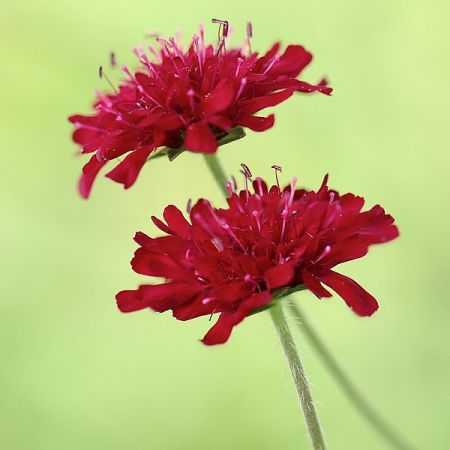 Knautia Macedonica 'Red Knight' - Image by Annette Meyer from Pixabay 