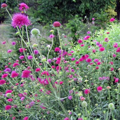 Knautia “Melton Pastels” - Photo by Leonora (Ellie) Enking (CC BY-SA 2.0)
