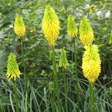 Kniphofia 'Bees Lemon' - Image courtesy of Schram 