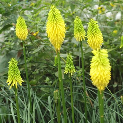 Kniphofia 'Bees Lemon' - Image courtesy of Schram 