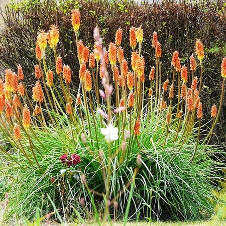 Kniphofia Flamenco - Photo by Père Igor (GFDL)