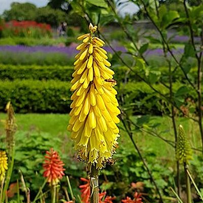 Kniphofia 'Lemon Popsicle' - Photo by Conorohara (CC BY-SA 4.0)