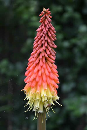 Kniphofia 'Nancy Red' - Image courtesy of pxfuel