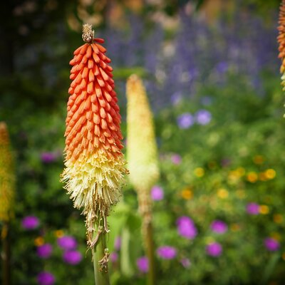 Kniphofia Nobilis - Image by Werner Redlich from Pixabay 