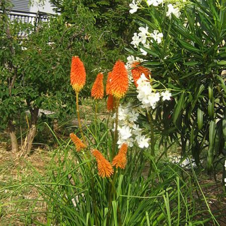 Kniphofia "Papaya Popsicle" - Image by Roula30 (CC BY-SA 3.0)