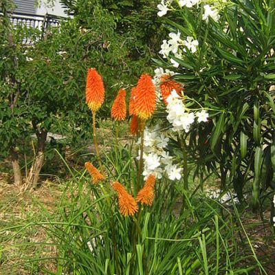 Kniphofia "Papaya Popsicle" - Image by Roula30 (CC BY-SA 3.0)