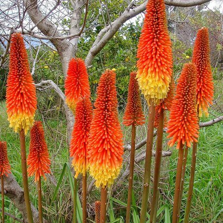 Kniphofia Pyromania 'Rocket's Red Glare' - Photo by Rod Waddington (CC BY-SA 2.0)