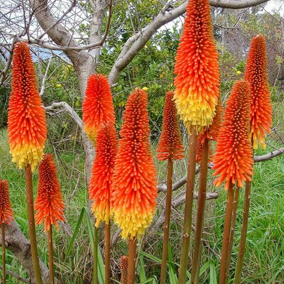 Kniphofia Pyromania 'Rocket's Red Glare' - Photo by Rod Waddington (CC BY-SA 2.0)