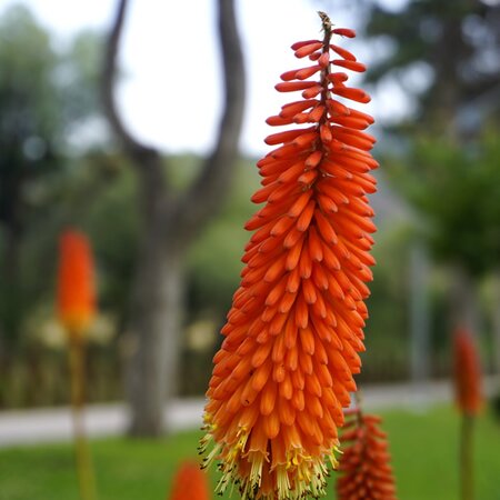 Kniphofia 'Redhot Popsicle' - Image by esat tayfur inay from Pixabay 