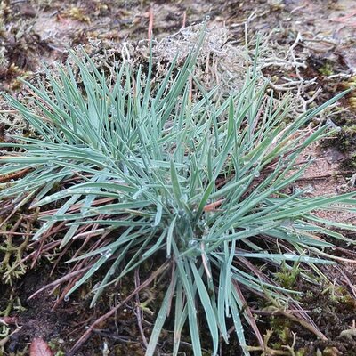 Koeleria glauca 'Coolio' - Photo by Schwetzinger Hardt (CC0)