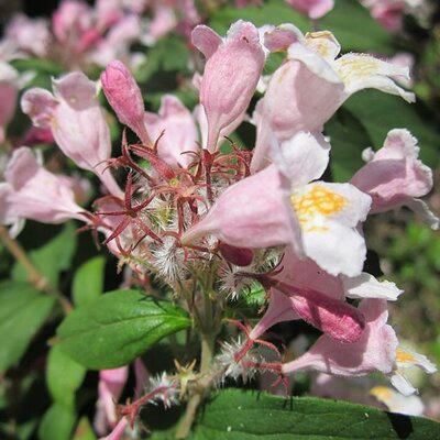 Kolkwitzia amabilis 'Pink Cloud' - Photo by AnRo0002 (CC0 1.0)