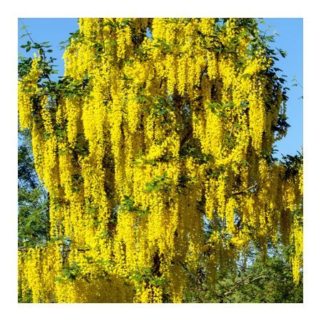 Laburnum "Waterii Vossii" - Image by Susann Mielke from Pixabay