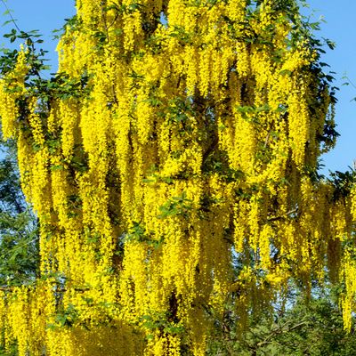 Laburnum "Waterii Vossii" - Image by Susann Mielke from Pixabay