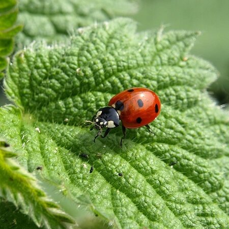 Ladybird - Image by Helga from Pixabay