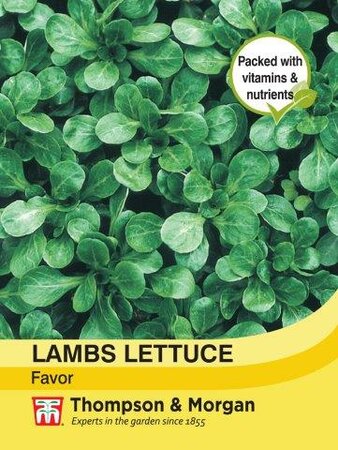 Lambs Lettuce “Favor” - image 1