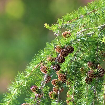 Larch (Larix decidua)