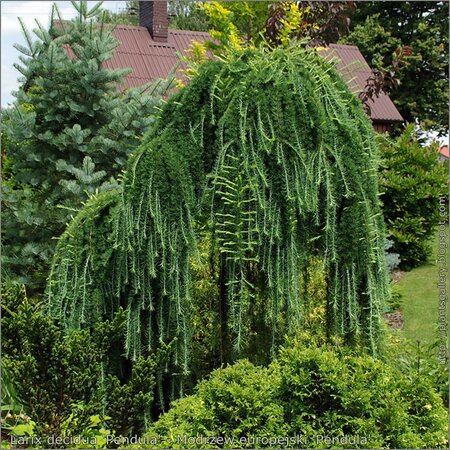 Larix 'Stiff Weeping' - Photo by Babij *CC BY-SA 2.0)