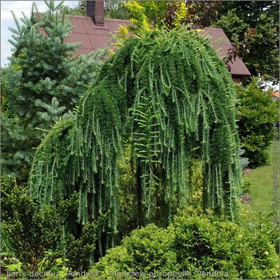 Larix 'Stiff Weeping' - Photo by Babij *CC BY-SA 2.0)
